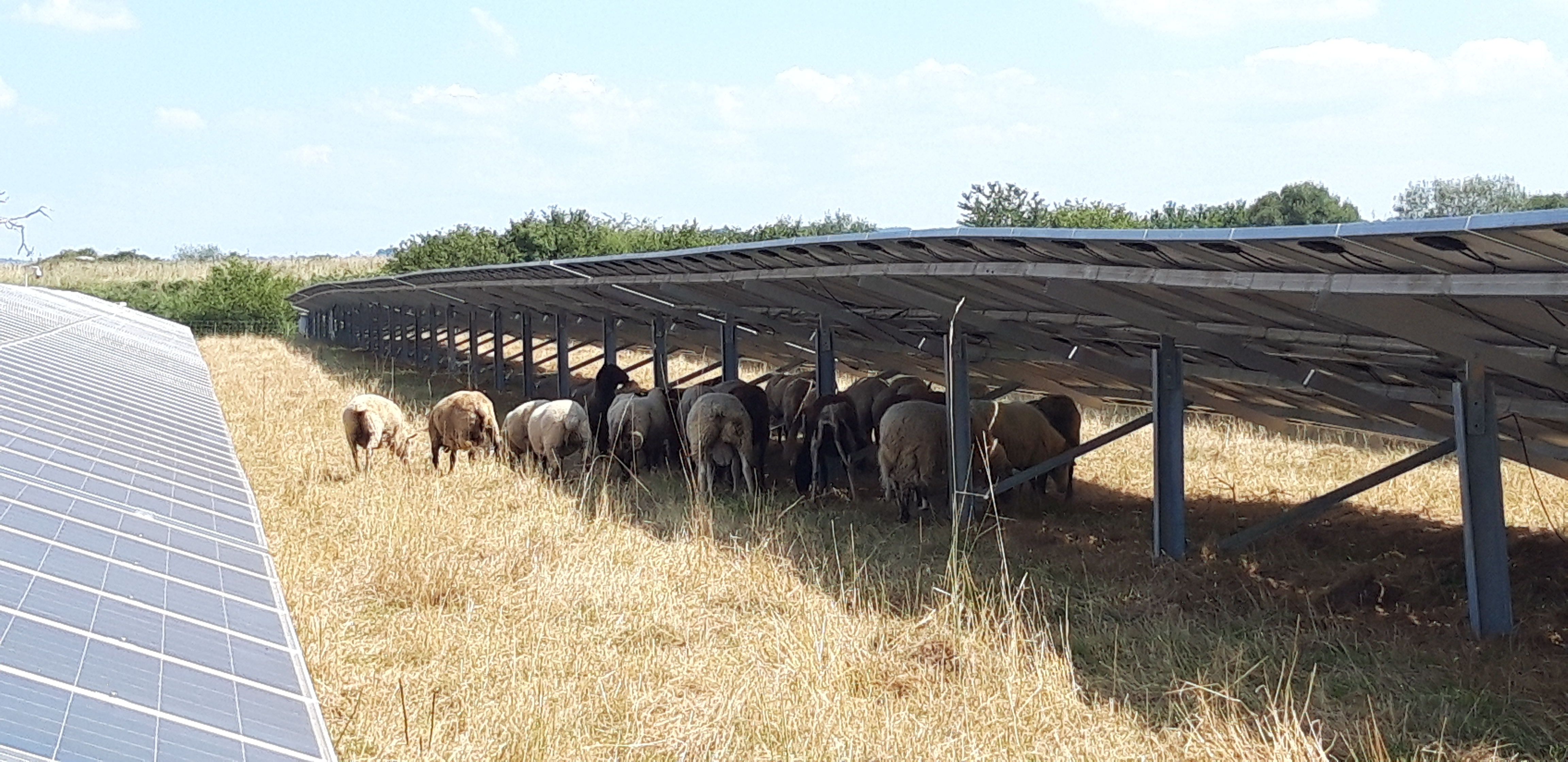 Brebis se protégeant du soleil sous une installation de panneaux photovoltaïques